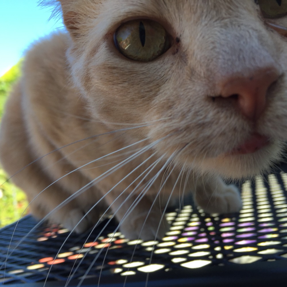 Meet your Posher, Sandra